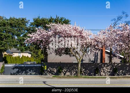 RICHMOND, KANADA - 05. APRIL 2020: Blick auf die Stadt im Frühling Kirschblütensaison Sonnentag blühende Schönheit am sonnigen Frühlingstag. Stockfoto