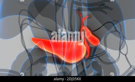 Menschliche innere Organe Bauchspeicheldrüse mit Gallenblase Anatomie Stockfoto