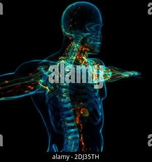 Anatomie des menschlichen inneren Systems Lymphknoten Stockfoto