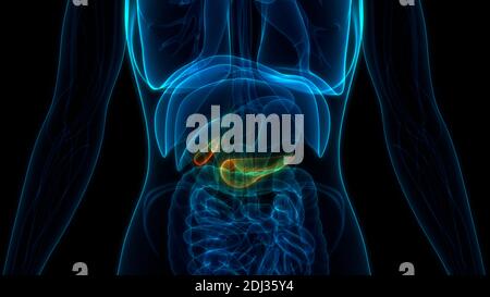 Menschliche innere Organe Bauchspeicheldrüse mit Gallenblase Anatomie Stockfoto