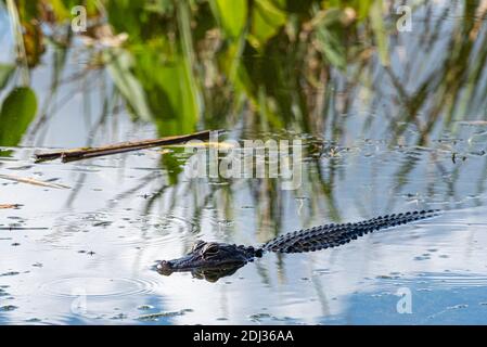 Schwimmende Alligator in der Nähe der Küste des Lake Apopka im Newton Park in Winter Garden, Florida. (USA) Stockfoto