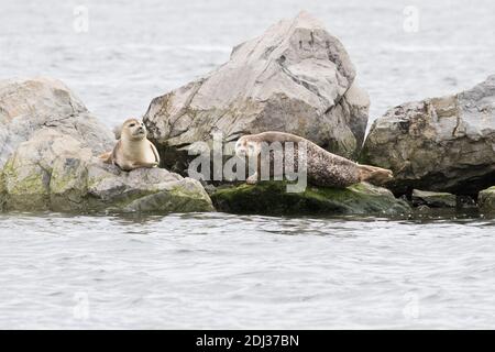 WESTERN Atlantic Harbour Seals (Phoca vitulina concolor) auf Felsen gezogen, Long Island, NY Stockfoto