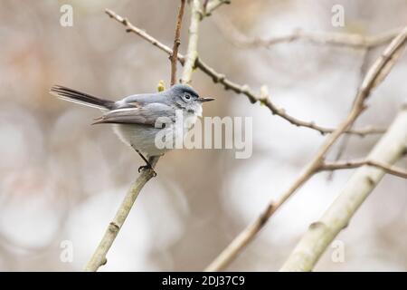 Blaugrauer Gnatcatcher (Polioptila caerulea), der auf einem Zweig in Long Island, New York, thront Stockfoto