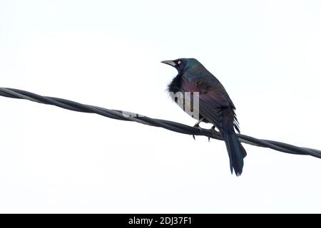 Gemeiner Grackle (Quiscalus quiscula) auf einem Draht, Long Island, New York Stockfoto