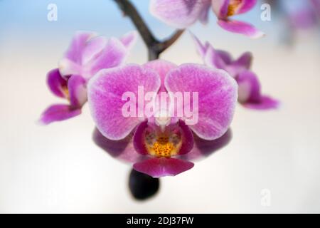 Blume der Miniatur-Orchidee Phalaenopsis Wien Nahaufnahme. Stockfoto