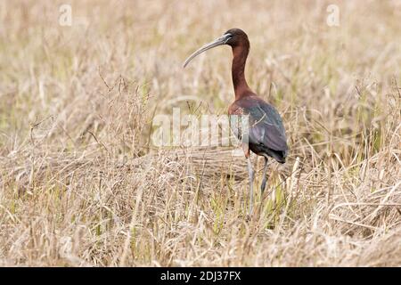 Hochglanz-Ibis (Plegadis falcinellus) in einem Grasland, Long Island, New York Stockfoto