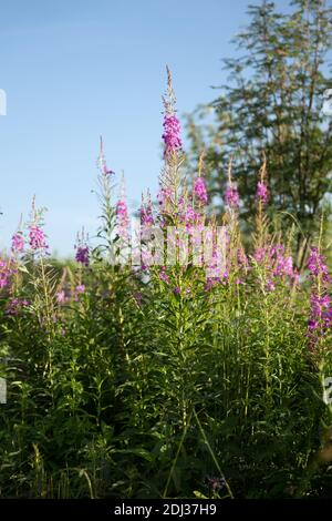 Die rosafarbenen Blüten des Iwan-Tees oder Zyperns schmal-blättrig oder Koporskaja Tee (lateinisches Chamaenergy angustifolium oder Epilobium angustifolium) blüht sehr stark Stockfoto