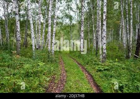 Ein Feldweg führt durch den Wald, im Sommer zwischen weißen Birken. Stockfoto