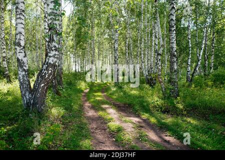 Eine Landstraße führt durch einen sonnigen Wald, im Sommer zwischen weißen Birken. Stockfoto