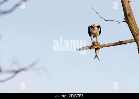 Fischadler (Pandion haliaetus), der auf einem Fisch, Long Island, New York, ernährt Stockfoto