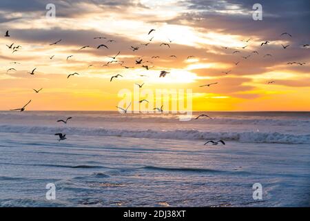 Goldener Sonnenuntergang über dem Meer und Schar von fliegenden Vögeln. Pazifik, Kalifornien Stockfoto
