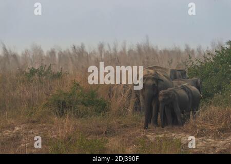 Wilde asiatische Elefantenfamilie oder Herde mit Baby Elefanten oder Kalb in der dhikala Zone des jim corbett Nationalparks uttarakhand indien - Elephas maximus indicu Stockfoto