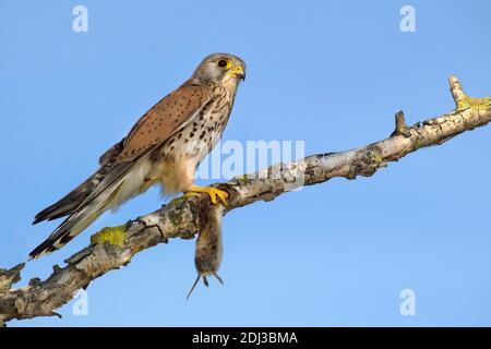 Gewöhnlicher Turmfalken (Falco tinnunculus), Männchen auf Zweig mit einer gefangenen Feldmaus (Microtus arvalis), Neusiedlersee, Burgenland, Österreich Stockfoto