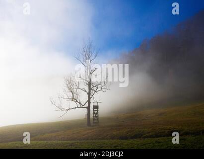 Hunter's hoher Sitz am Waldrand im Morgennebel, Mondseeland, Oberösterreich Stockfoto