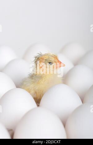 Frisch geschlüpfte Küchen, Schweiz Stockfoto