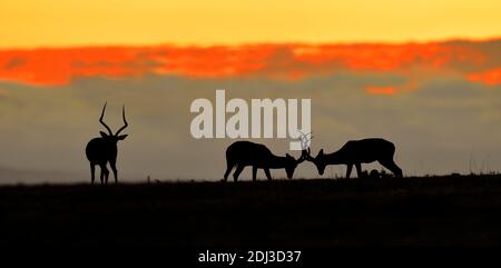 Männliche Impala (Aepyceros melampus) bei Sonnenaufgang, Masai Mara, Kenia Stockfoto