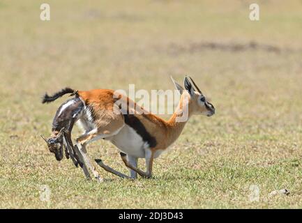 Thomson's Gazelle (Eudorcas thomsonii), Geburt, Masai Mara Heiligtum, Kenia Stockfoto