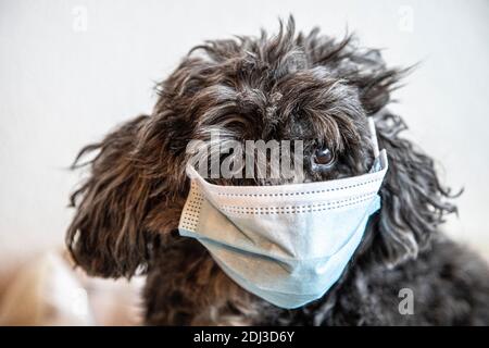 tibet Terrier Mischhund, Portrait aufgenommen mit einem Hund mit Gesichtsmaske, Corona-Schutz Stockfoto