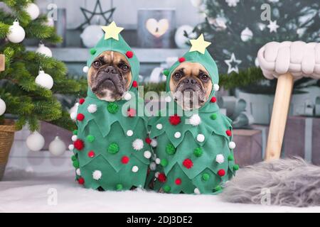 Lustige französische Bulldogge Hunde tragen Weihnachtsbaum Kostüme zwischen Weihnachten Bäume und Geschenkboxen Stockfoto