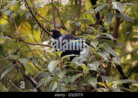 Wissbegierige Tui Stockfoto