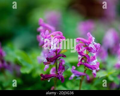 Kleine violette Orchideen wachsen in freier Wildbahn auf einer Wiese In Deutschland Stockfoto