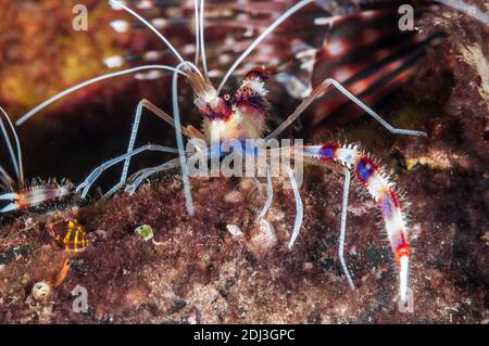 Gebänderter Reiniger Garnelen, Stenopus hispidus, Tulamben, Bali, Indonesien Stockfoto