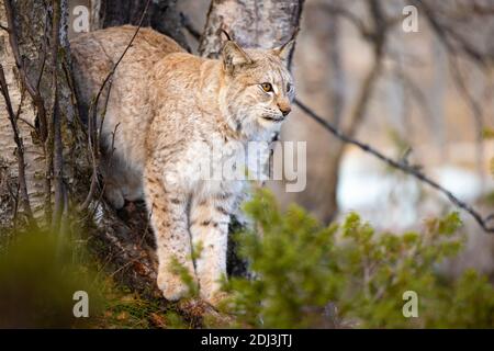 Eurasischer Luchs, der zwischen Bäumen im Wald steht Stockfoto