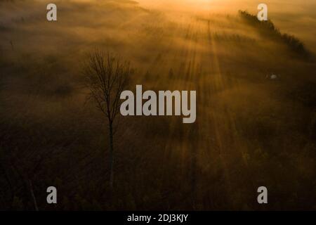 Goldenes Licht über einem nebligen Wald Stockfoto