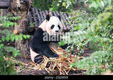 CIANT Panda (Ailuropoda melanoleuca) beim Essen von Bambus Stockfoto