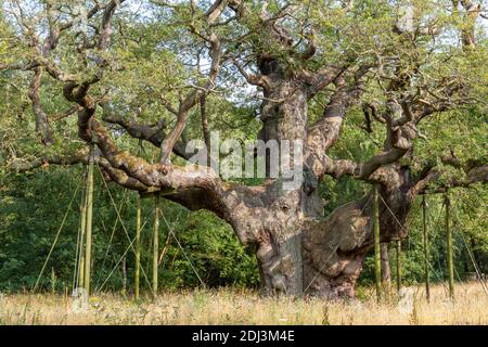 The Major Oak, Sherwood Forest, Nottinghamshire, Großbritannien. Stockfoto