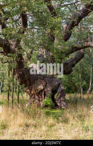 The Major Oak, Sherwood Forest, Nottinghamshire, Großbritannien. Stockfoto