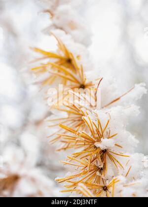 Herbst gelbe Nadeln der Lärche bedeckt ersten Schnee. Nadelbaum mit leuchtend gelben Nadeln. Lärche verzweigt im ersten Winterschnee an sonnigen Tagen. Winter Stockfoto