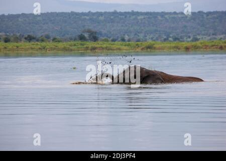 Old Elephant Bull munching Küstengras am Lake Akagera aka Lake Hago, Ost-Ruanda, Afrika Stockfoto