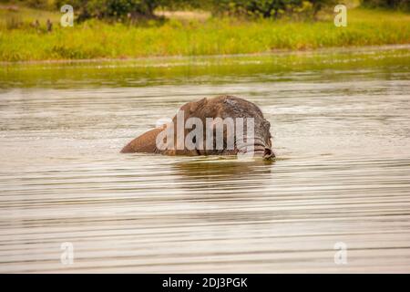 Old Elephant Bull munching Küstengras am Lake Akagera aka Lake Hago, Ost-Ruanda, Afrika Stockfoto