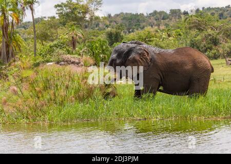 Old Elephant Bull munching Küstengras am Lake Akagera aka Lake Hago, Ost-Ruanda, Afrika Stockfoto