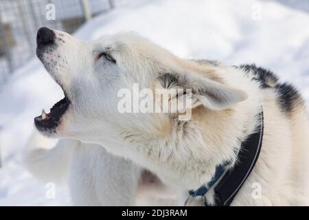 Nahaufnahme von Alaskan Husky. In Lappland werden Hunde für Schlittsafaris verwendet Stockfoto