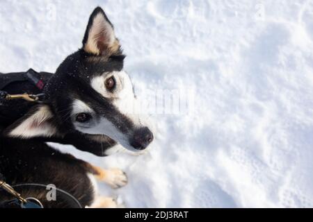 Nahaufnahme von Alaskan Husky. In Lappland werden Hunde für Schlittsafaris verwendet Stockfoto