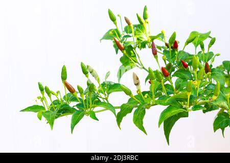 Teilweise Fokus der roten und grünen Farbe Chili PADI (Bird's Eye Chili, Bird Chili, Thai Pfeffer) in seinem Baum isoliert auf weißem Hintergrund. Stockfoto