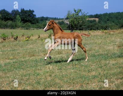 Anglo Arab Horse, Fohlen im Galopp durch Wiese Stockfoto