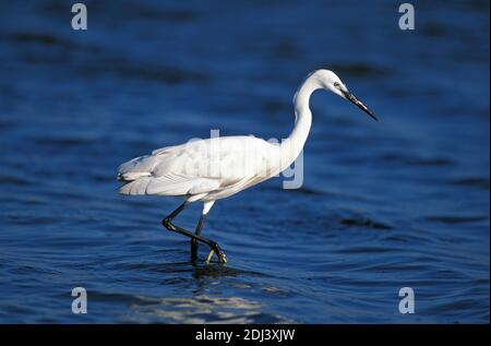 Intermediate Egret, egretta garzetta, Erwachsener stehend im Wasser, Namibia Stockfoto