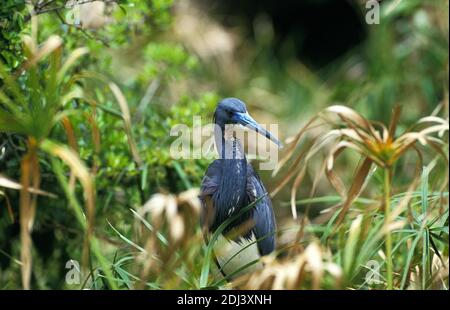 Tricolored Heron, egretta tricolor, Erwachsener getarnt zwischen Vegetation, Florida Stockfoto