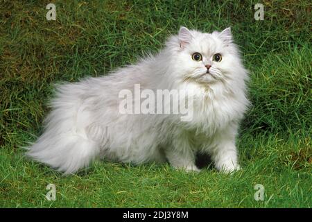 Chinchilla Persian Domestic Cat steht auf Gras Stockfoto