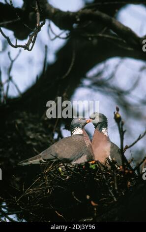 Holztaube, columba palumbus, Paar in Nest, Normandie Stockfoto