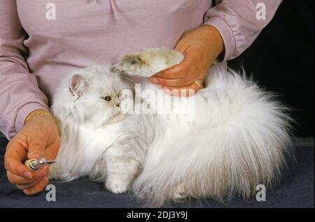 Frau, die pflegend einer weiße Perser Hauskatze, Pinsel Stockfoto