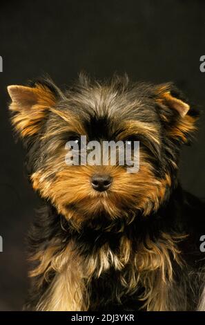 Yorkshire Terrier, Portrait of Pup Stockfoto