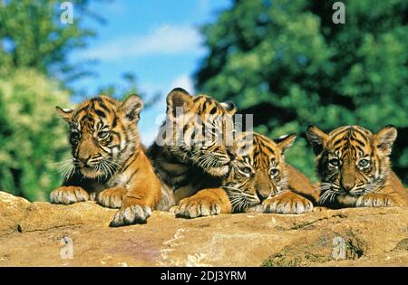 Sumatran Tiger, panthera tigris sumatrae, Cub Standing on Rock Stockfoto