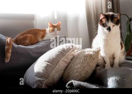 Braune und weiße Katze liegt auf dem Sofa hinter einem Schwarz-weiße Katze Stockfoto