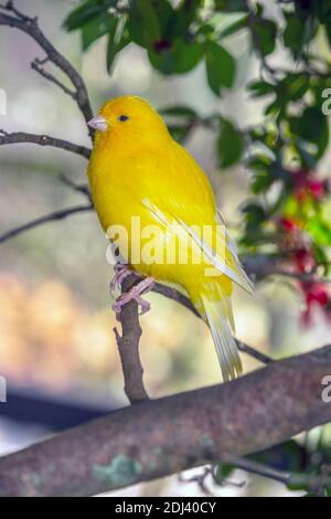 Gelber kanarienvogel,Crithagra flaviventris ist ein kleiner Singvogel in der Familie der Finken. Stockfoto