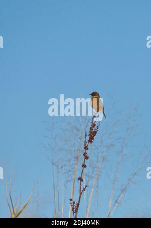 Europäische Schwarzkehlchen Stockfoto