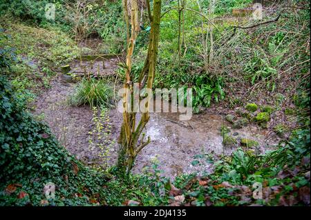 Wendover, Buckinghamshire, Großbritannien. Dezember 2020. Eine Wendover-Feder. Einheimische und Familien aus Wendover nahmen heute an einem gesellschaftlich distanzierten Spaziergang von Wendover entlang des Ridgeway zum Jones Hill Wood Teil, um das Wasser und die Wälder von Wendover zu feiern. Das HS2 High Speed Rail Projekt zerstört Teile der Chilterns AONB. HS2 hat zwangsweise einen Teil des nahegelegenen Jones Hill Wood gekauft und plant, weitere uralte Waldgebiete dort als Teil der umstrittenen Hochgeschwindigkeitsstrecke von London nach Birmingham zu zerstören. Quelle: Maureen McLean/Alamy Stockfoto